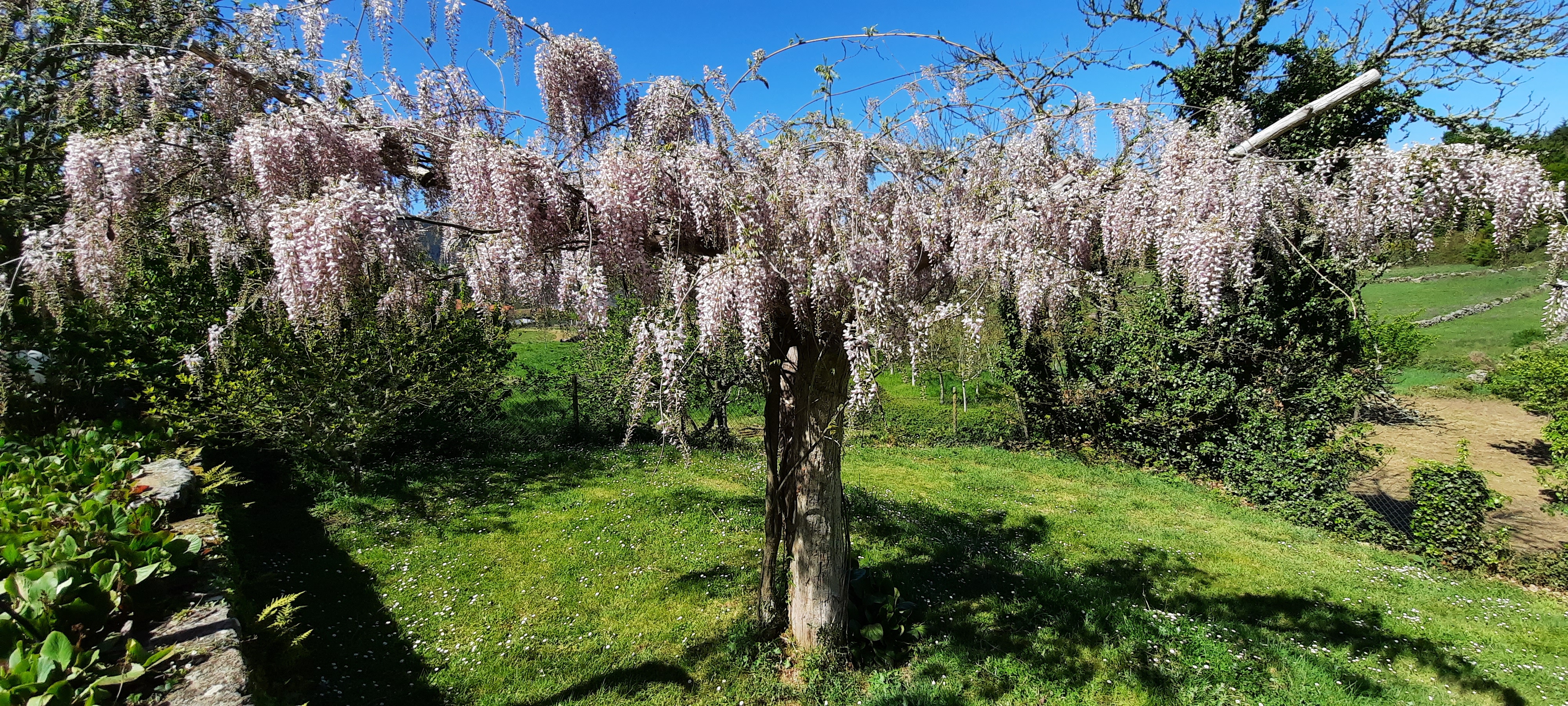 Imagen de Rectoral de Anllo 